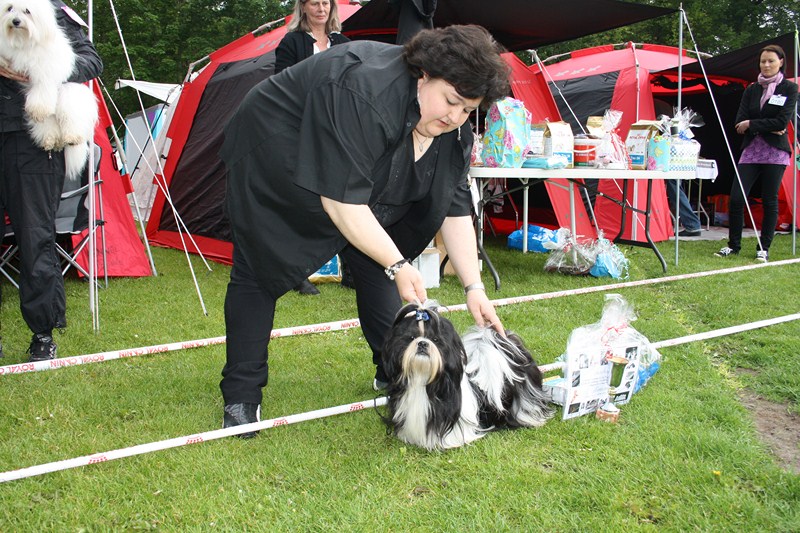 Shih Tzu danmark